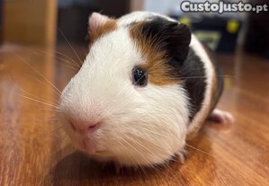 porquinhos-da-ndia de graa