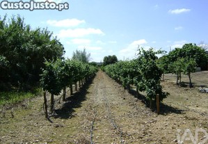 imagem_3