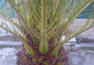 Sementes de Palmeira Phoenix canariensis
