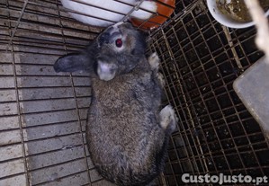 imagem_2