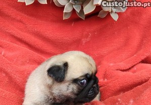 Pug Carlin com Lop