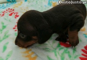 imagem_7