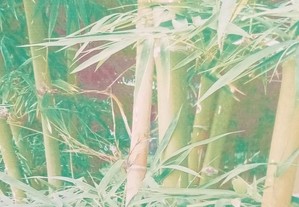 Quadro Decorativo Floresta de Bambus