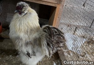 Galo sedoso do Japo novo
