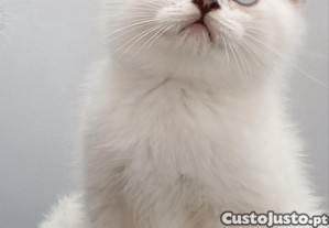 imagem_5