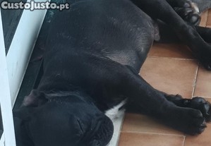 imagem_2