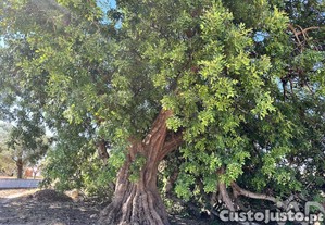 Terreno em Luz de Tavira e Santo Estêvão de 6820,00 m²