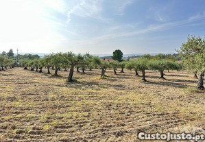 Terreno em Aores e Velosa de 49492,00 m