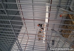 imagem_1