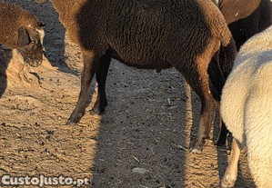 Borrego cruzado de Inra 401