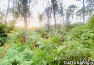 Terreno em Sapardos de 612,00 m
