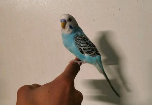 imagem_2
