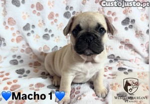 Bulldog Francs de Excelente Qualidade   Criados em Casa com Carinho