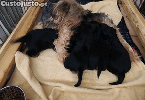 Macho Yorkshire Terrier