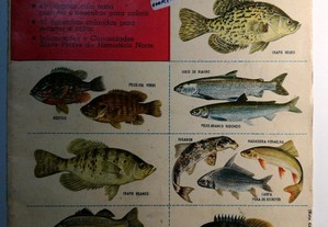 Rara Caderneta Álbum de figurinhas com peixes