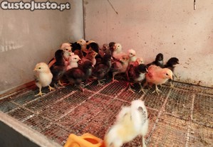 Pintos Frangos Galos Galinhas Ovos Galados Galinha Fraca e Pata