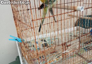 imagem_5