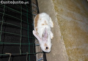 2 coelhos (machos) com 2 meses de idade