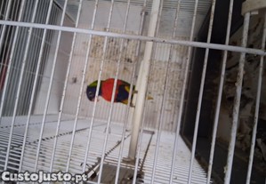 imagem_2