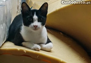 Snackers - Gatinho para adopo