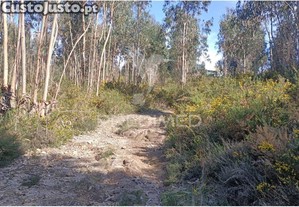 Terreno florestal para em nogueira - maia