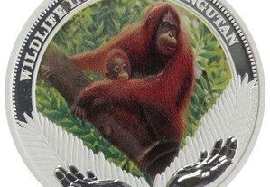 Tuvalu 2011 1 dollar Vida Selvagem Orangotango ( 2 ) 1 onça prata proof