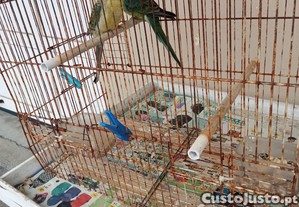 imagem_2