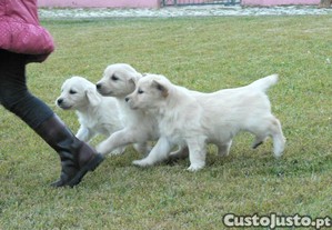 Golden Retriever C/LOP, Afixo e Vacinas