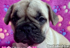 Buldogue Francs Fmea Premium   beleza, sade e temperamento