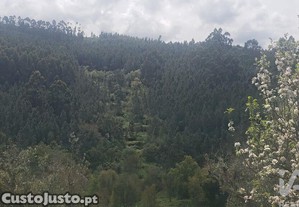 Terreno em Cardigos de 14450,00 m