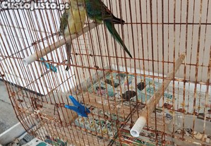 imagem_3