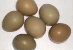 Ovos faisão coleira galados