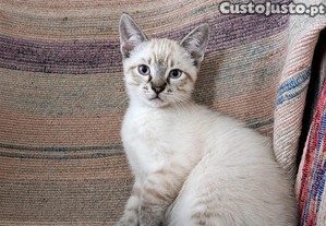 imagem_2