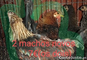 Granizes Machos muito bonitos