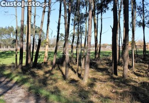 Terreno Na Torreira, Murtosa