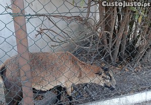 imagem_4
