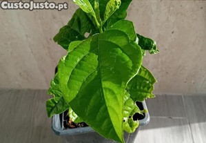 Maracuja' roxo Passiflora Edulis