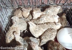 Codornizes Gigantes   Já a Colocar Ovos!