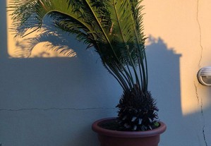 Palmeira cyca revoluta