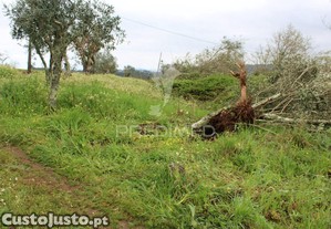 Terreno de floresta