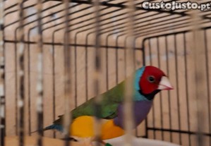 Diamante Gould Macho