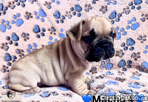 Bulldog Francs Lindo e Muito Afetuoso   Entrega Imediata