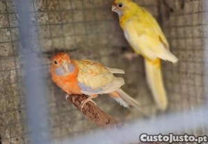 Casal de roselas penantes amarelas