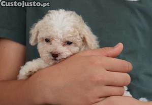 imagem_6