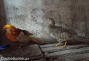 Casal de Faises Canrios