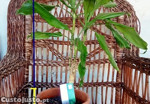 Dracaena fragans 67 cm
