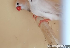 imagem_2