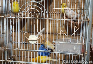 imagem_1