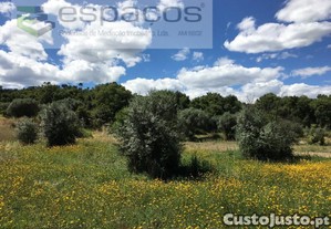 Terreno Rstico Fundo