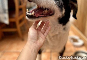 imagem_3